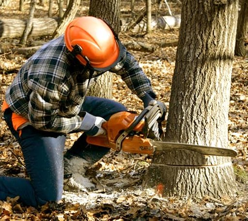 Tree Removal in Lunenburg, VA